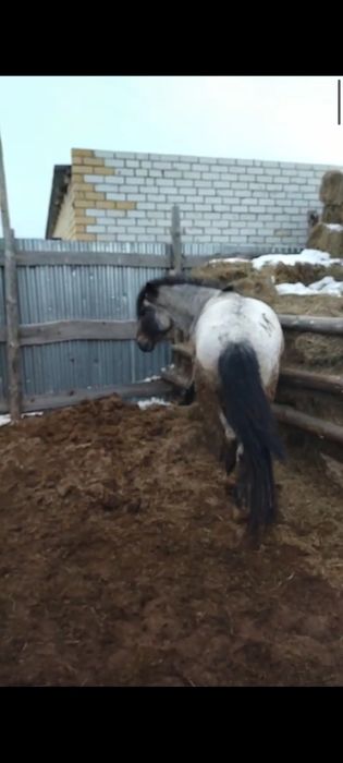 Айғыр, дөненшығар, тай сатылады