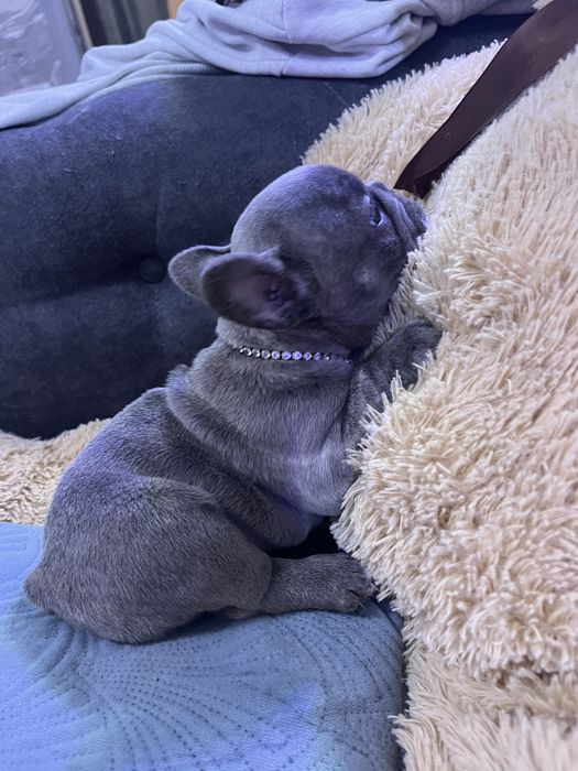 Bulldog francez