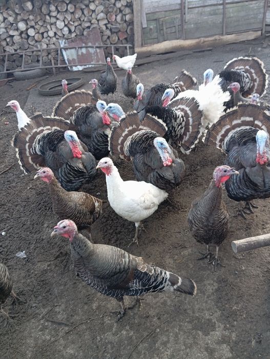 Vând curci și curcani