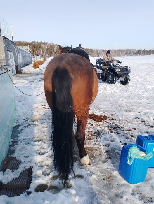 Продам лошадь!!!