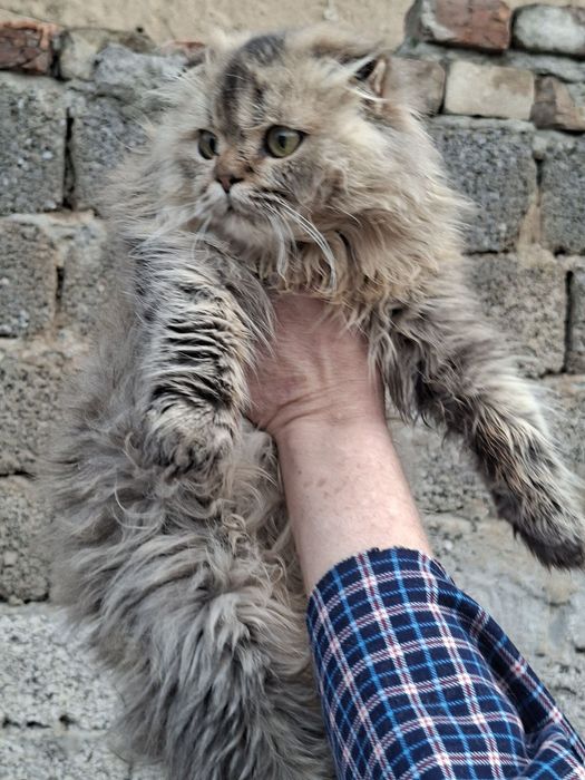 Продам хайленд фолд мальчик