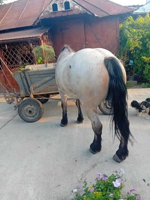 Iapă semi grea de vânzare