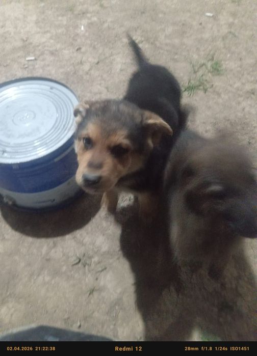 .                 Офчарка