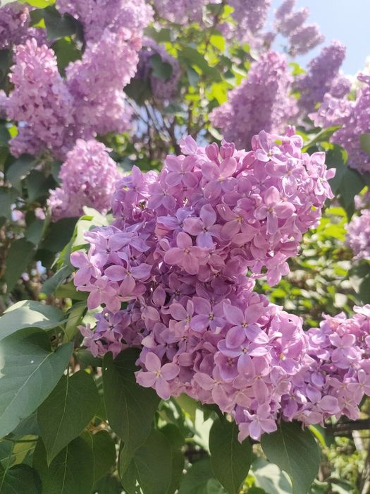 Сирень сиреневая и белая свежая