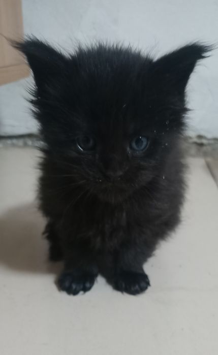 Продам котят породы Мейн -кун