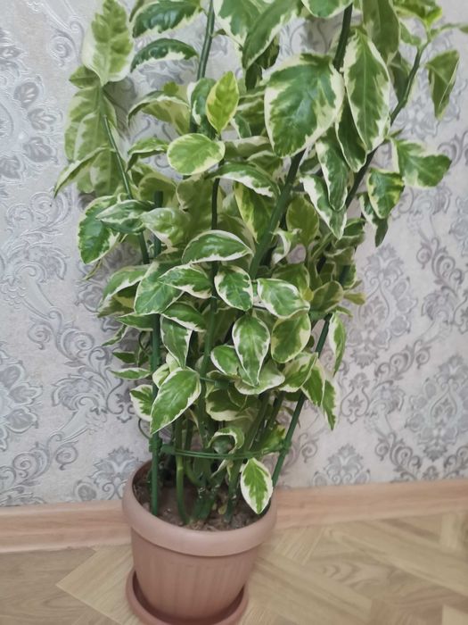 Продам за 5 000 тенге, ЦГБ