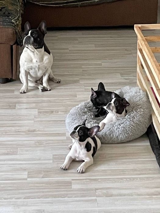 Продаются Щенки Французских Бульдогов