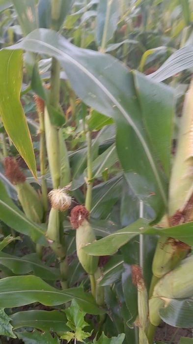 Silos Koreski Chilakki