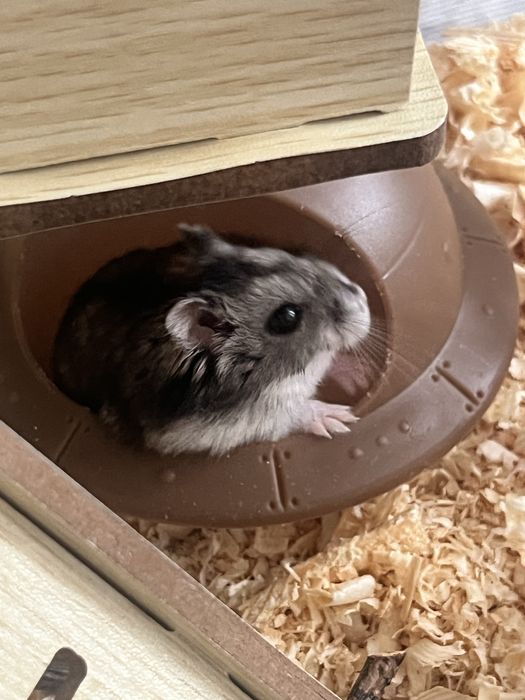 Продам хомяка вместе с клеткой