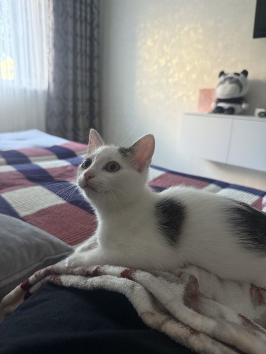 Отдам котика в добрые руки