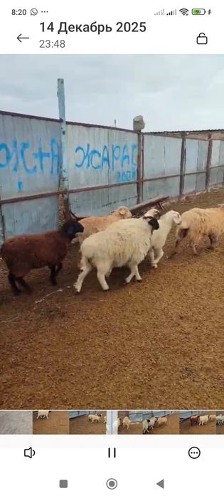 Ургашы 10 бас козы