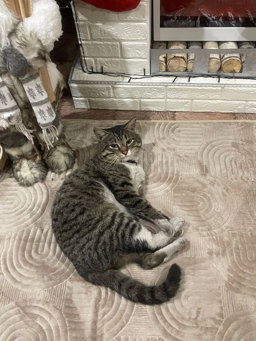 Пропал кот по имени Тимур