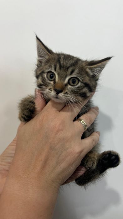 Ищем дом котенку