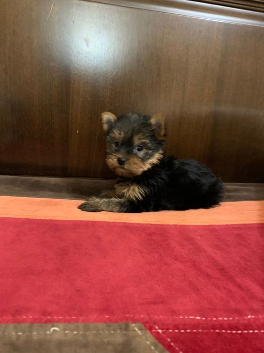 Yorkshire terrieri băiețel