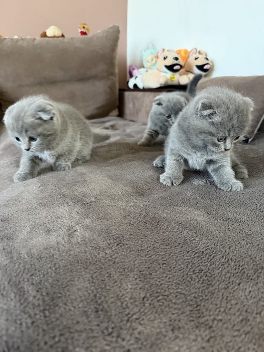 Британски котета