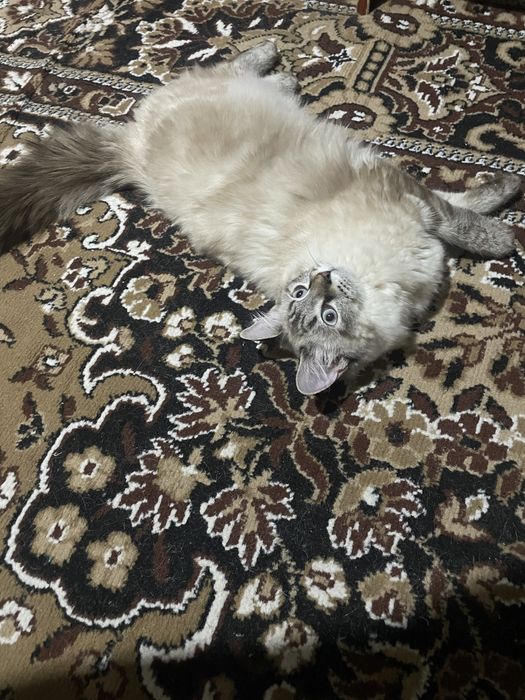 Продается кошка.