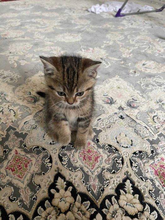 Шотландский прямоухий котёнок девочка табби смешанный окрас 1.5 месяца