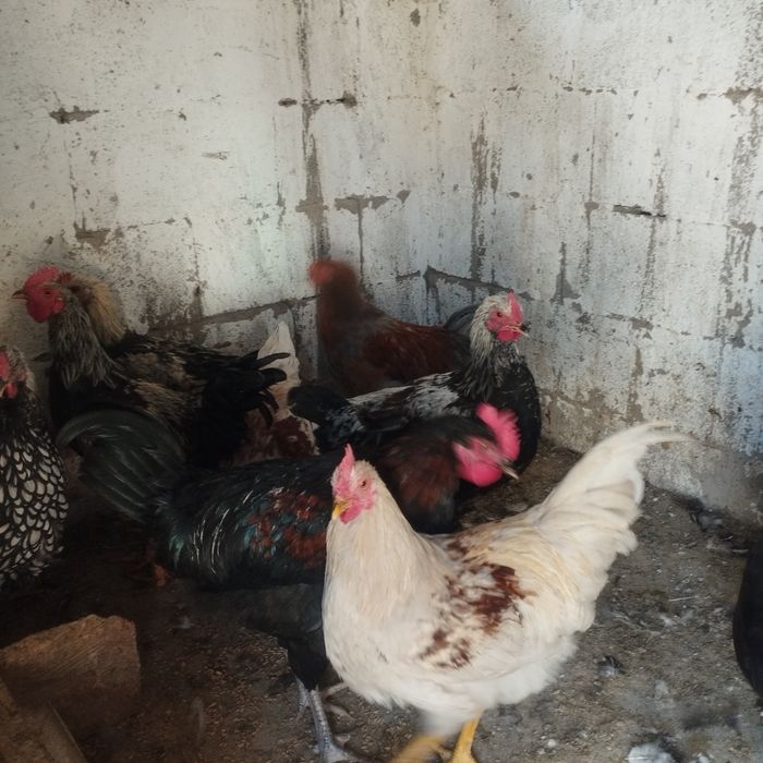 Продам куры домашние