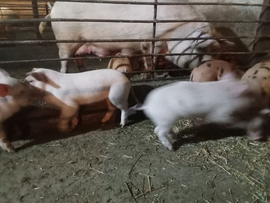 Поросята месячные