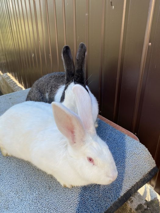 3 femele disponibile