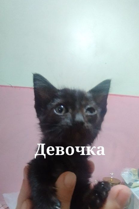 Котят в добрые руки