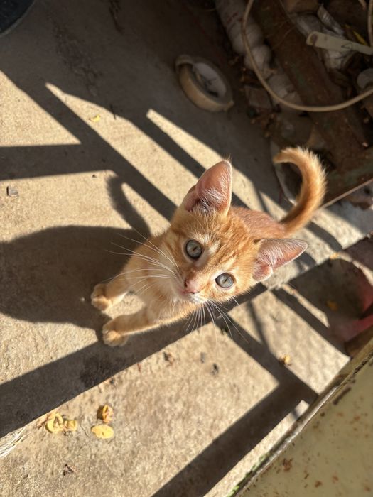 Pui de pisică, spre adoptie