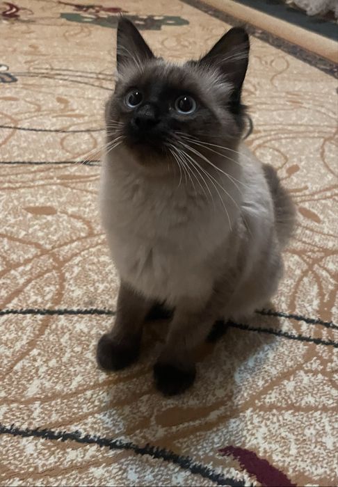 Продается сиамский кот