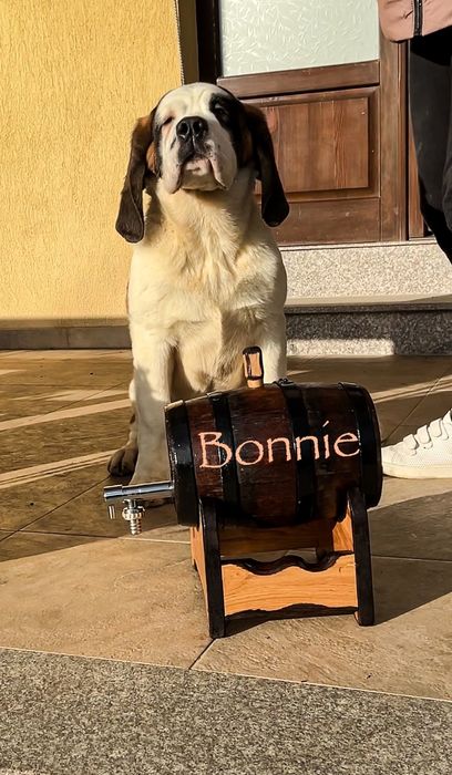 Femela Saint Bernard cu Pedigree