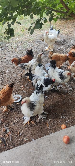 8 oylik brama xórozlar sotiladi (4ta)