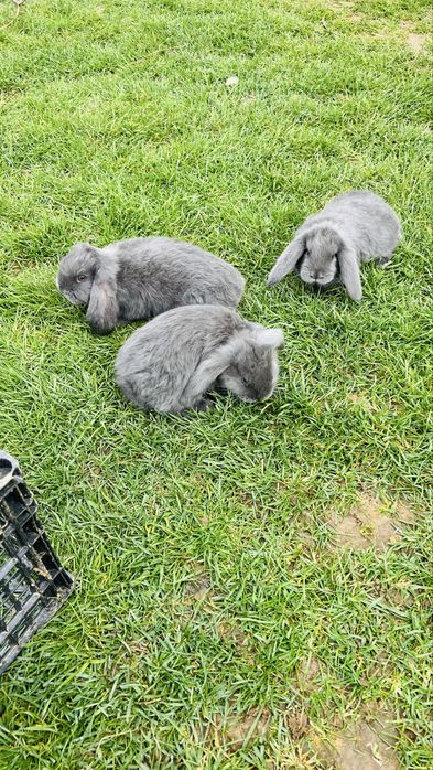 Disponibili 4 iepurasi berbec german