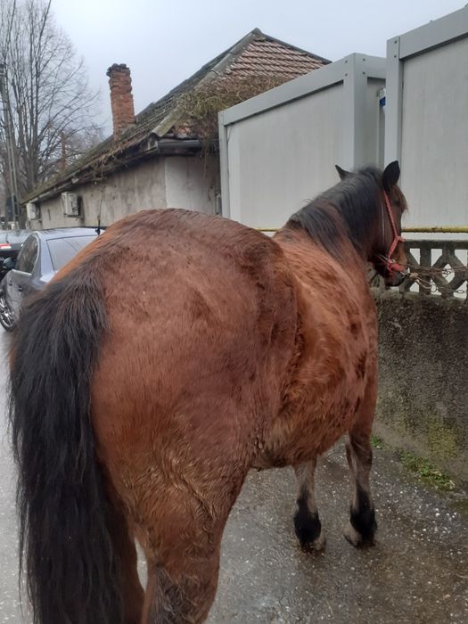 Vând iapă de 5 ani