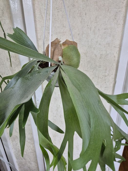 Папоротник Платицериум