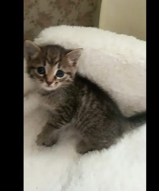 Отдам котенка в добрые руки