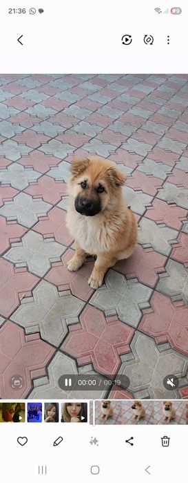 Отдам собачку даром