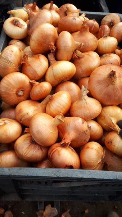 Ceapa galbena plata de vanzare