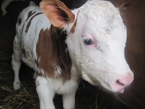 Симментал Аулиекол  Ангус