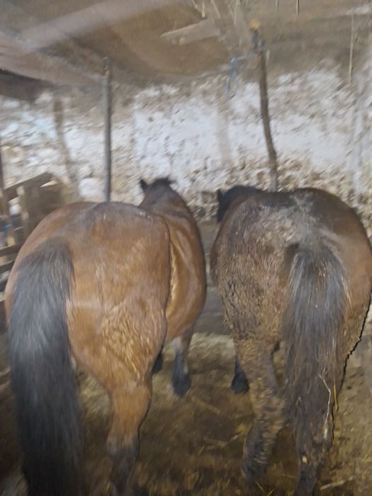 Manz 7 luni  devanzare