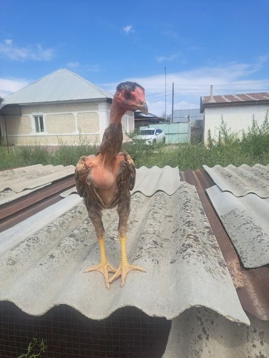 Дакан, бойцовые цыплята