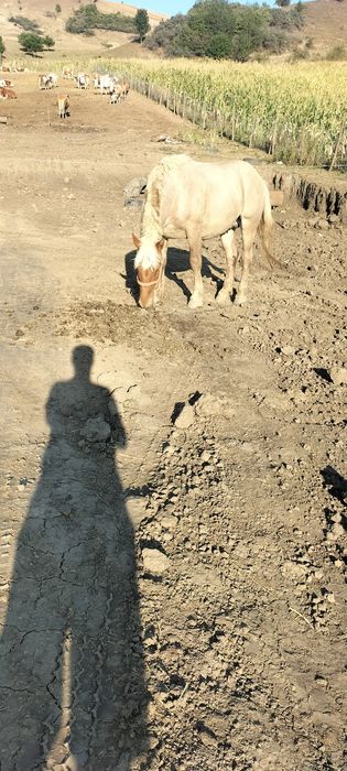 Vînd armăsar semi greu romînesc
