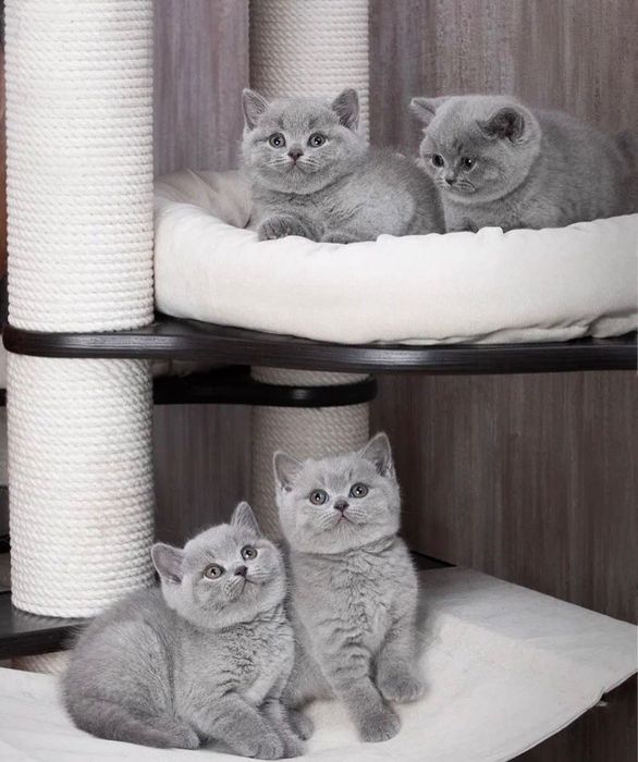 Чистокровные британские котята!