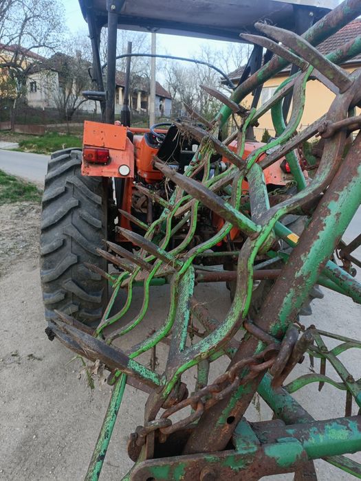 Grape cu colți în stare bună