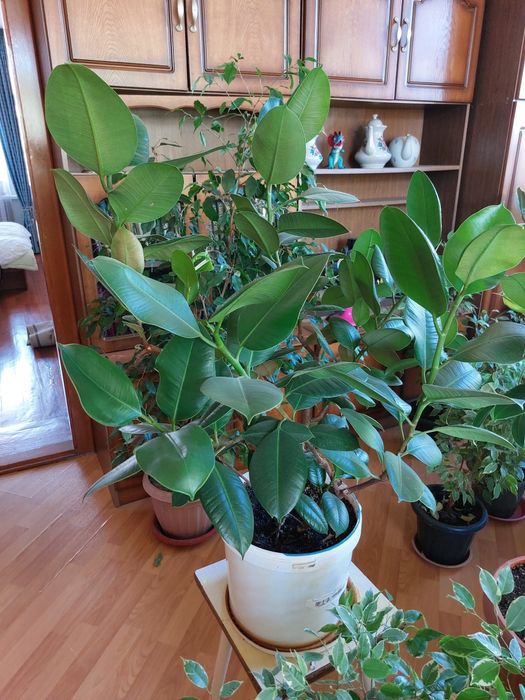 Цветы для дома и офиса