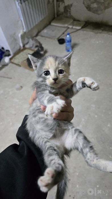 Котята 1 месяц бесплатно