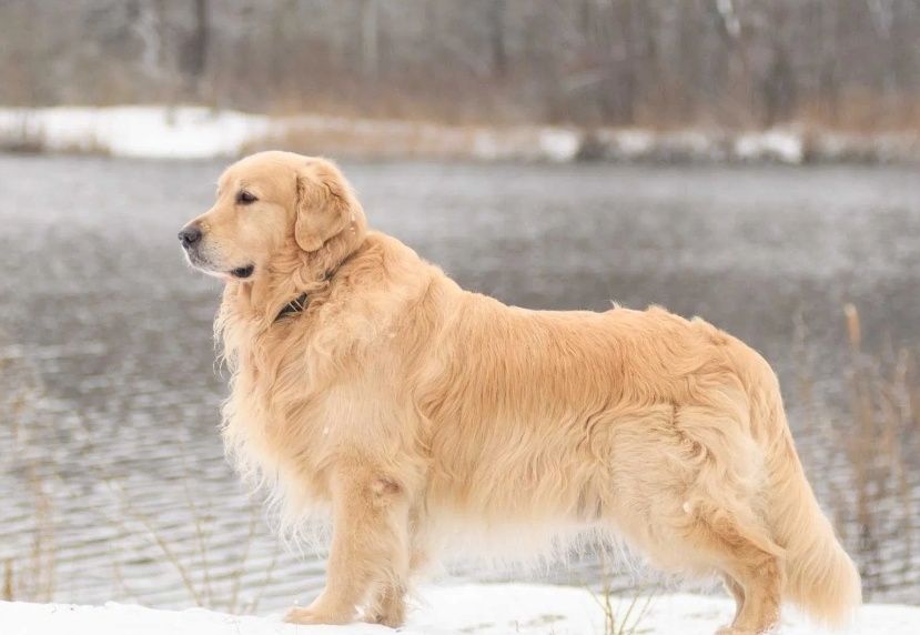 Голдън ретривър чистокръвни
