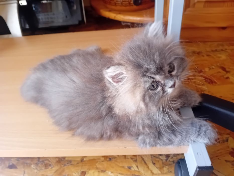 Персийски котки женски и мъжки
