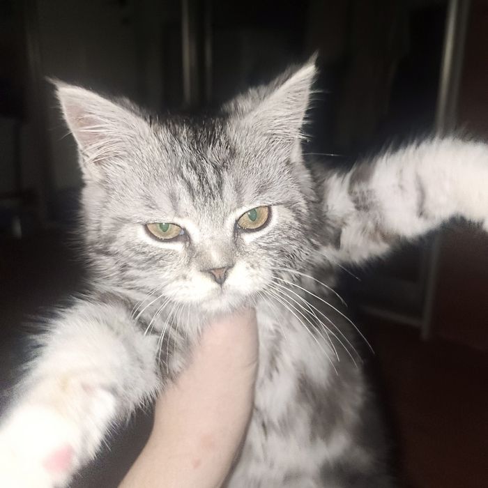 Продам котёнка за 10