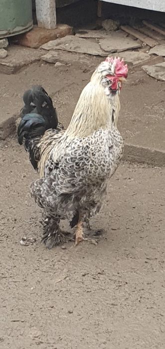 Vând 3 cocoși foarte frumoși