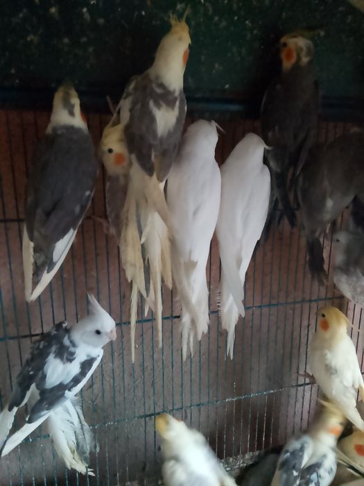 Tineret agapornis și nimfe