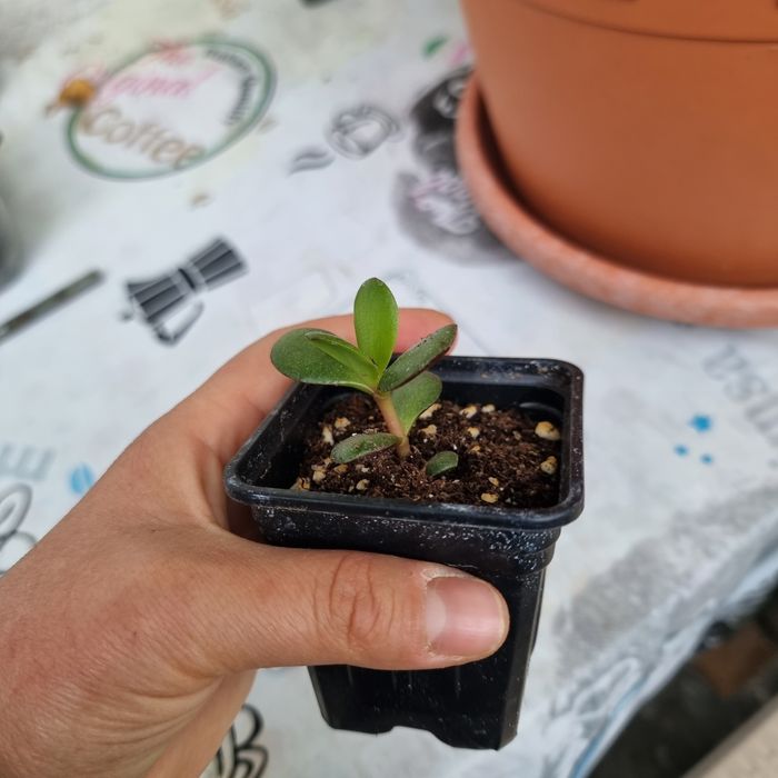 Crassula ovata pomul cu bani