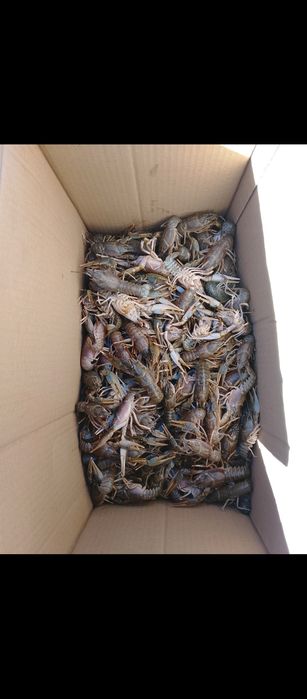 Свежие раки не дорого